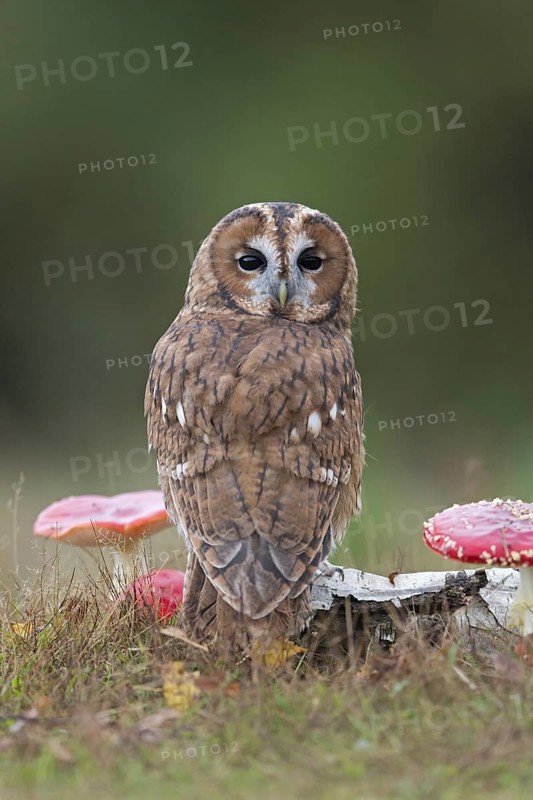 Tawny Owl