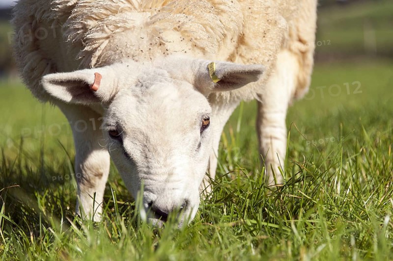 Texel ewe lambs around 7 month old out in fresh pasture