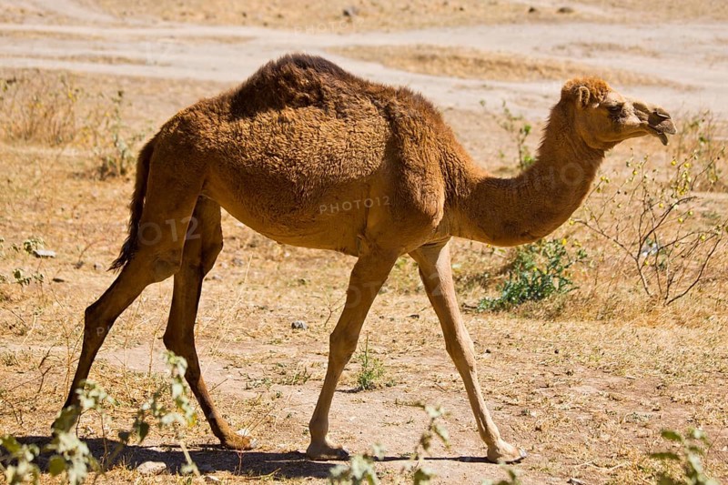 Camel in Wadi Darbat