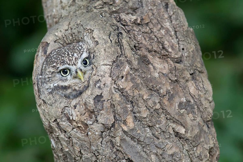 Adult Little Owl