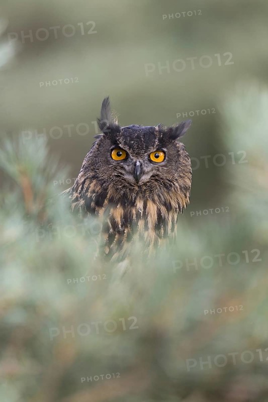 Eurasian Eagle Owl