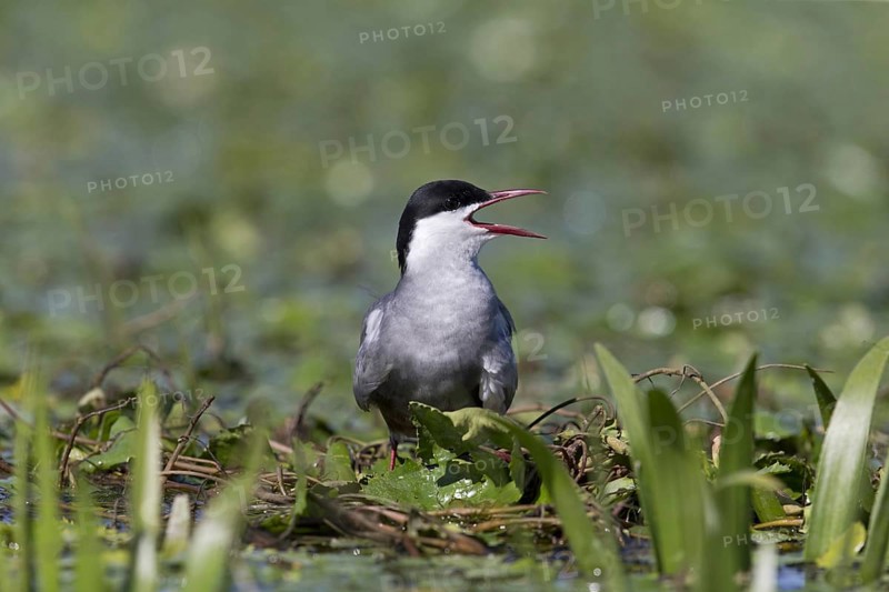 Whiskered Tern
