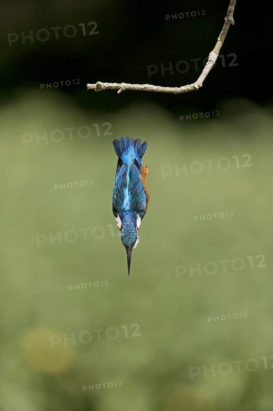 Common Kingfisher