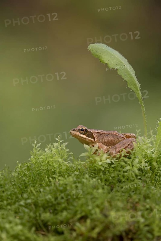 Common Frog