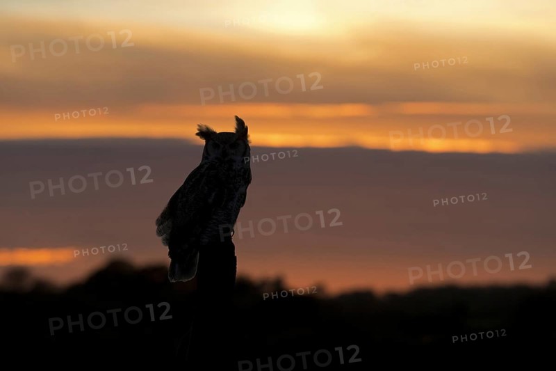 Great-Horned Owl