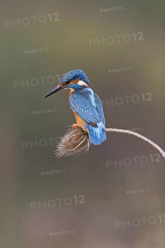 Common Kingfisher