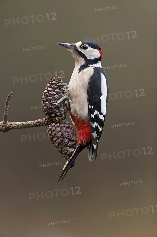 Great Spotted Woodpecker