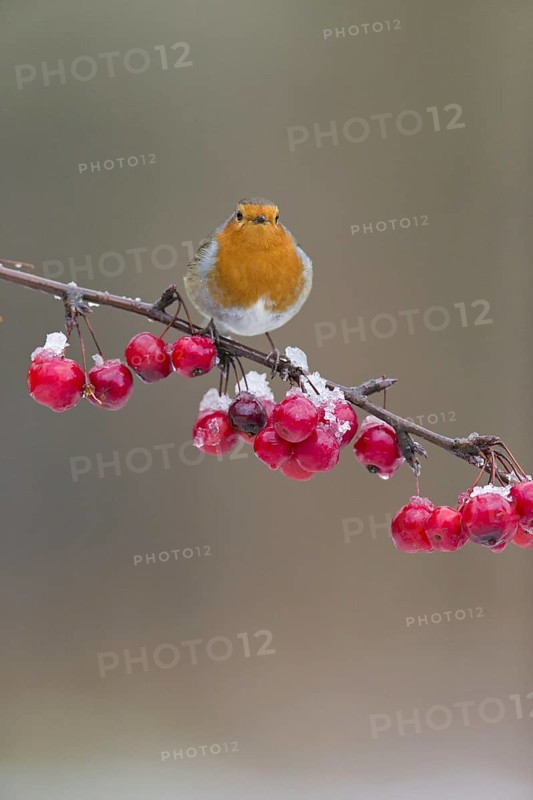 European Robin
