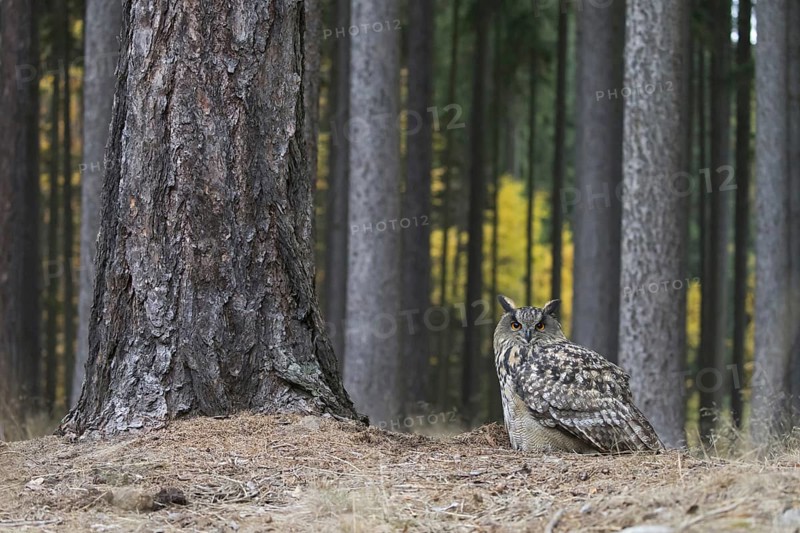 Eurasian Eagle-owl