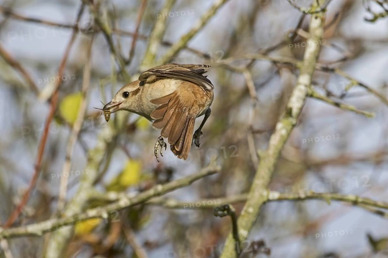 Isabelline Shrike
