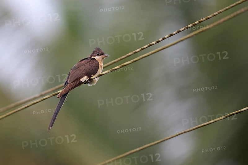 Jacobin Cuckoo