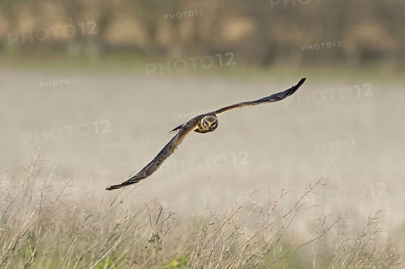 Pallid Harrier