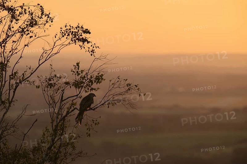 Red Kite