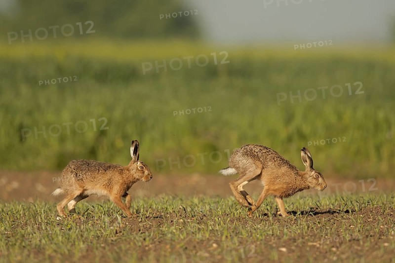 European Hare