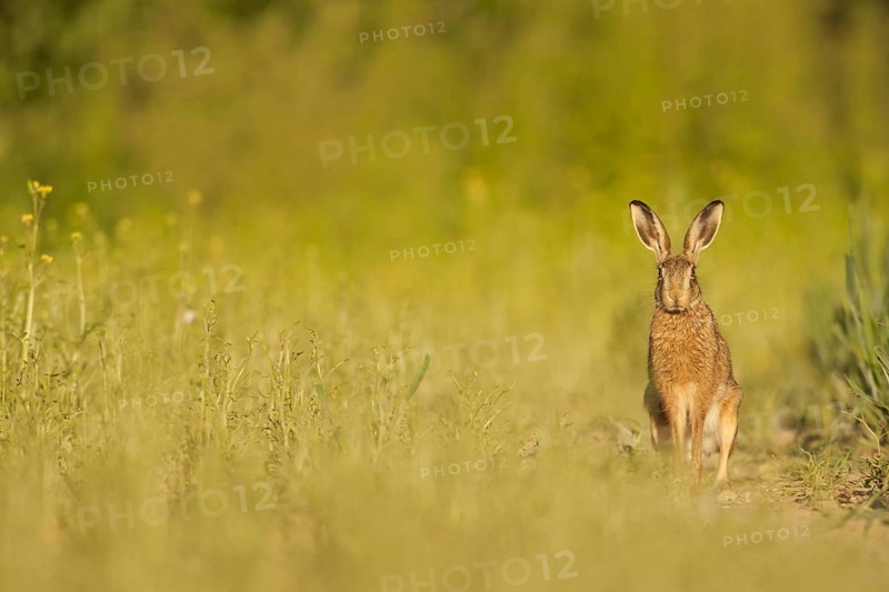 European Hare