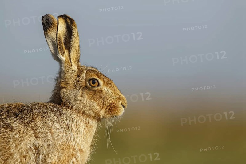 European Hare