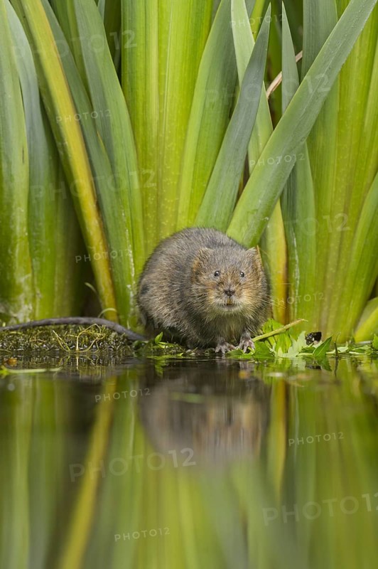 Water Vole