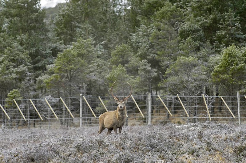 Red deer
