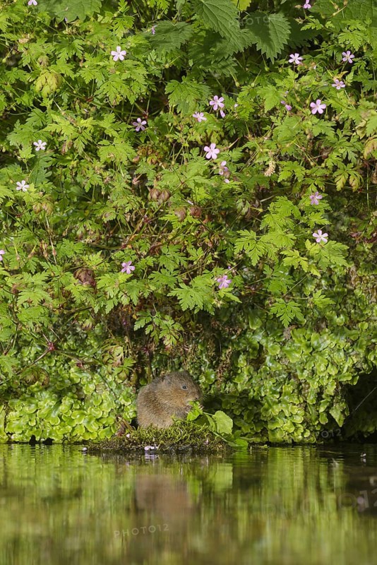 Water Vole