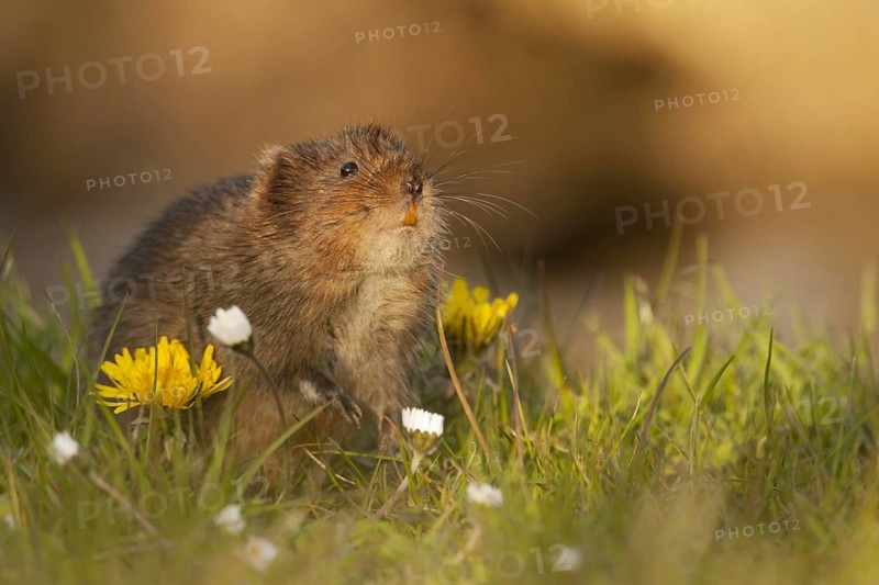 Water Vole
