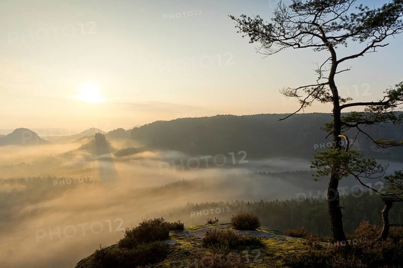 View from Kleiner Winterberg with rock pine at sunrise View of Lorenzsteine and Hinteres Raubschloss or Winterstein