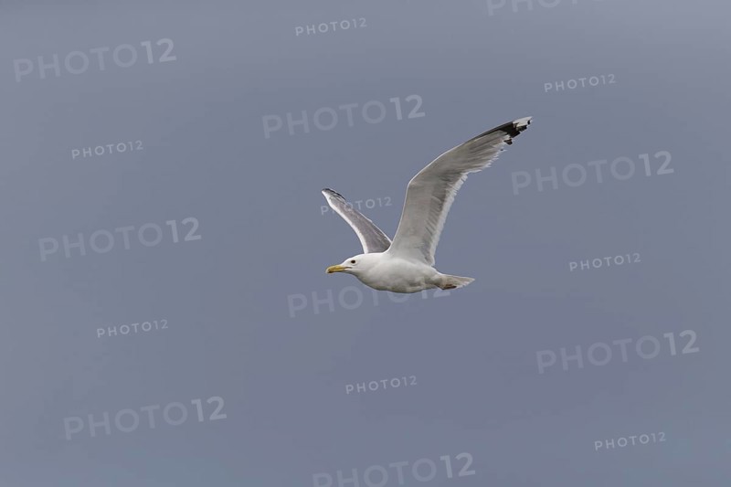 Caspian Gull