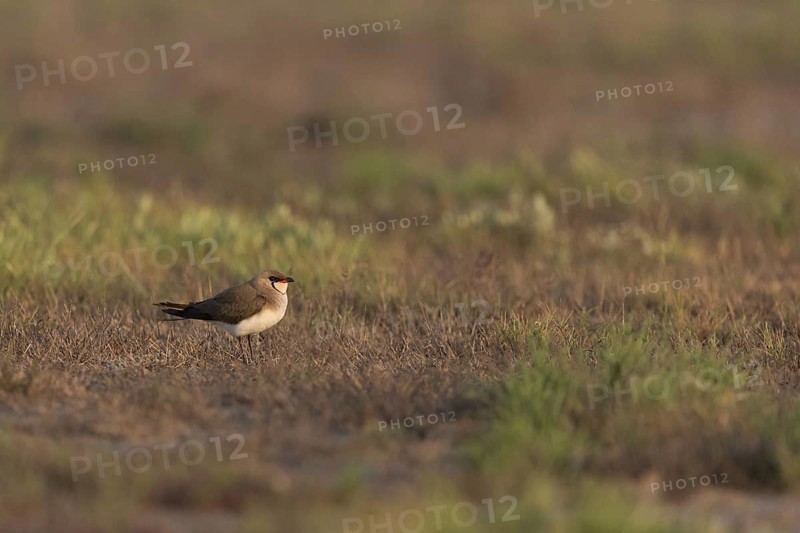 Collared Pratincole