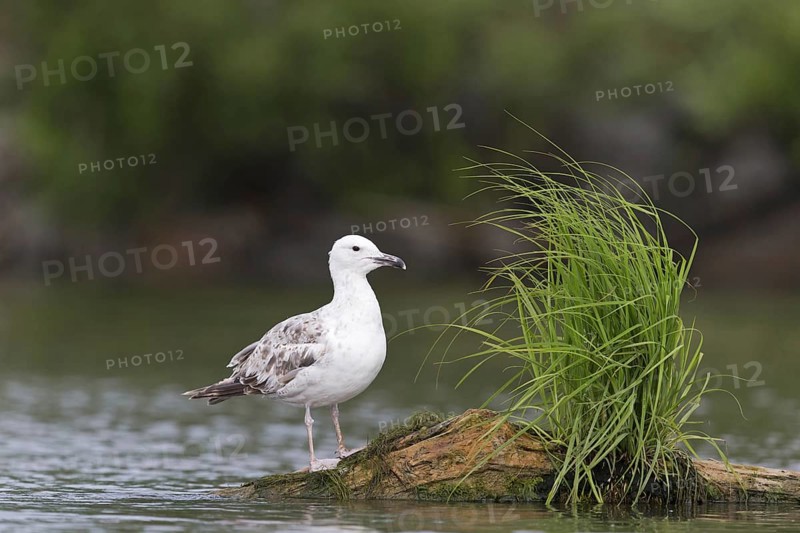 Caspian Gull