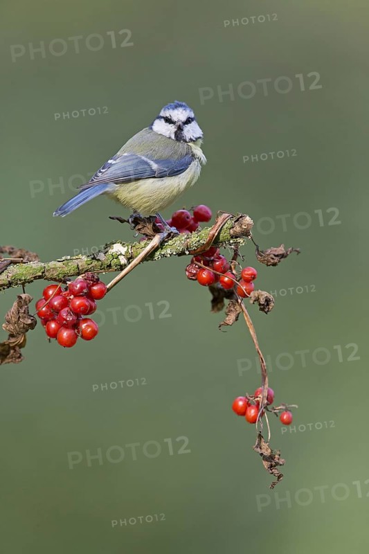 Blue Tit