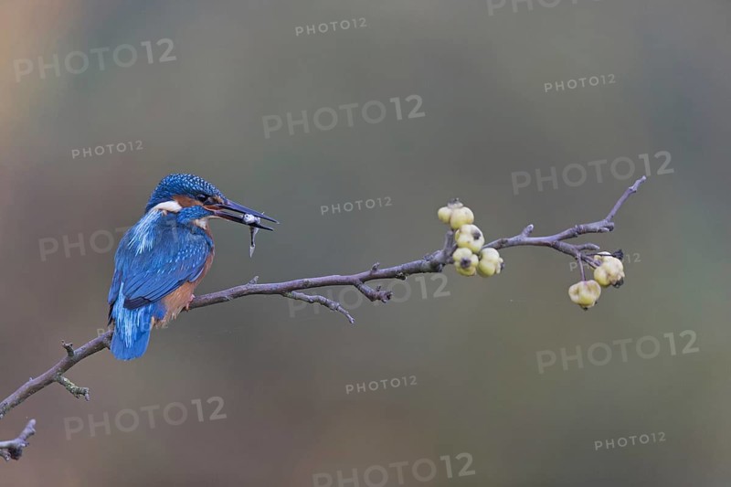 Common Kingfisher