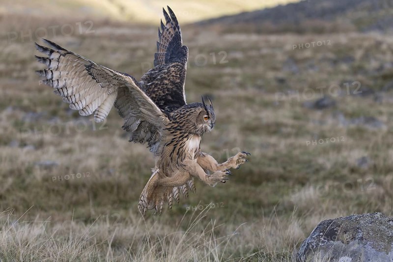 Eurasian Eagle Owl