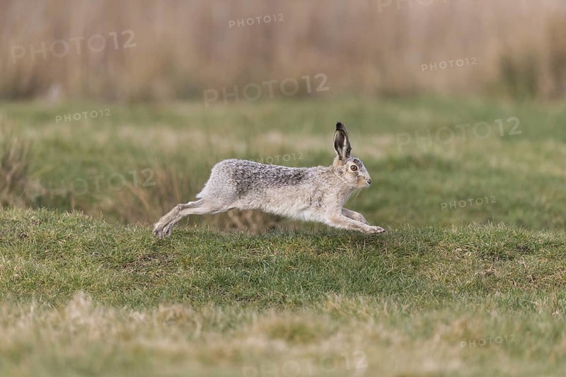 European Hare