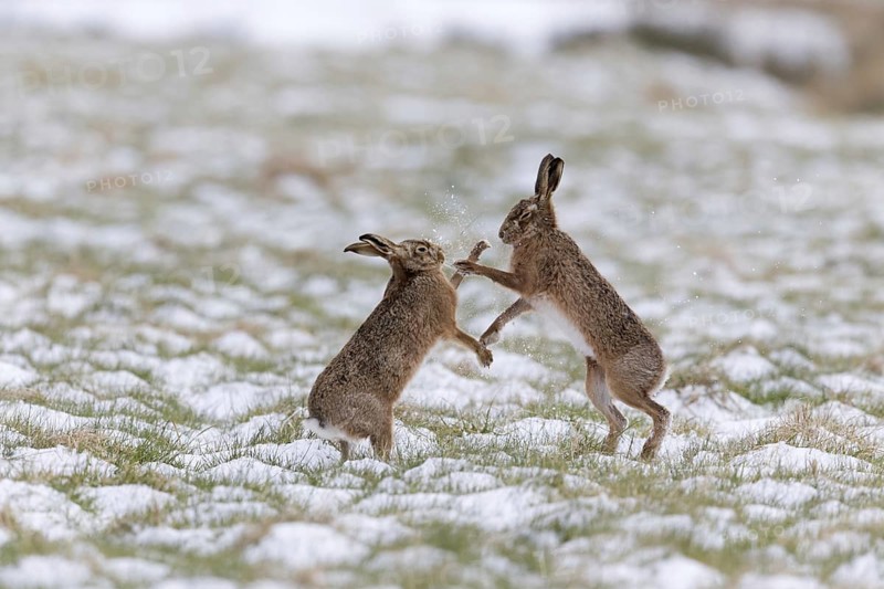 European Hare