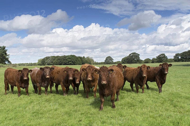 Domestic Cattle