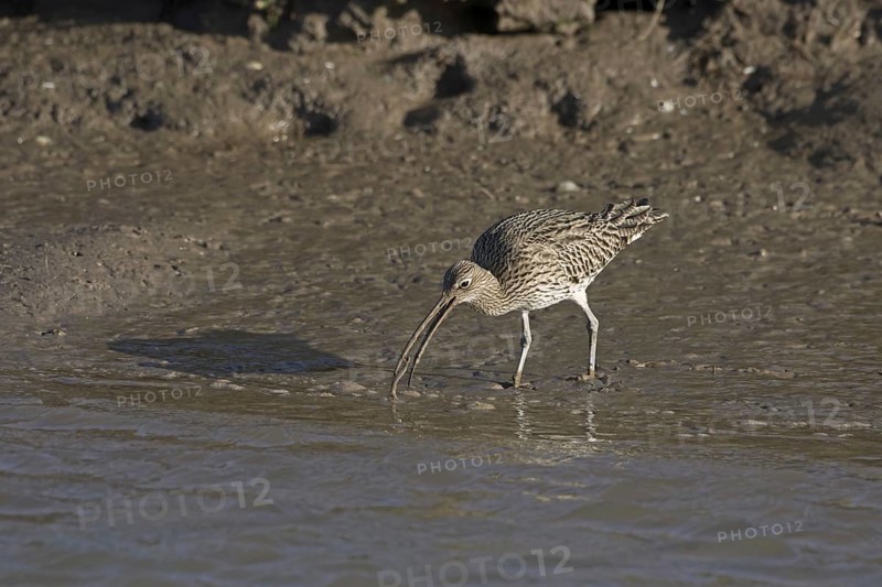 Eurasian Curlew