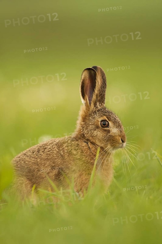 European Hare