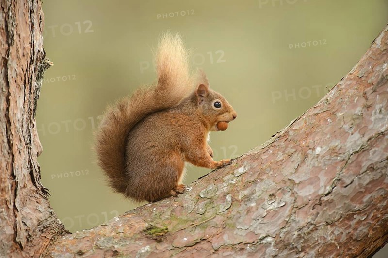 Eurasian Red Squirrel