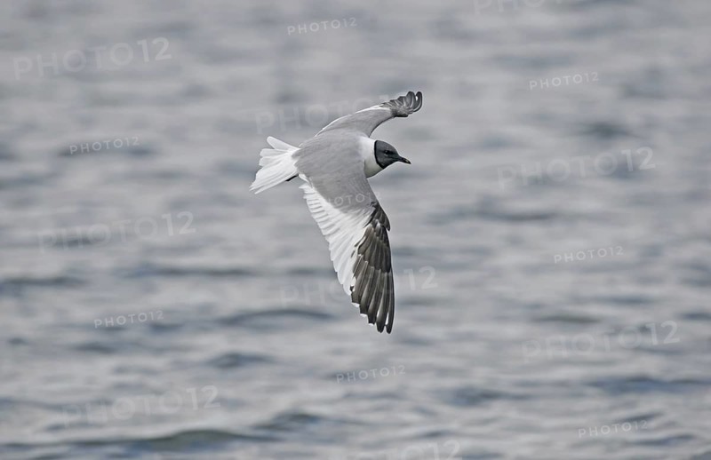 Sabine's Gull