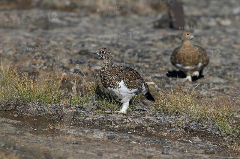 Ptarmigan