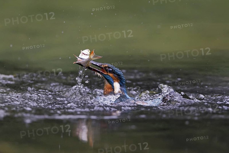 Common Kingfisher