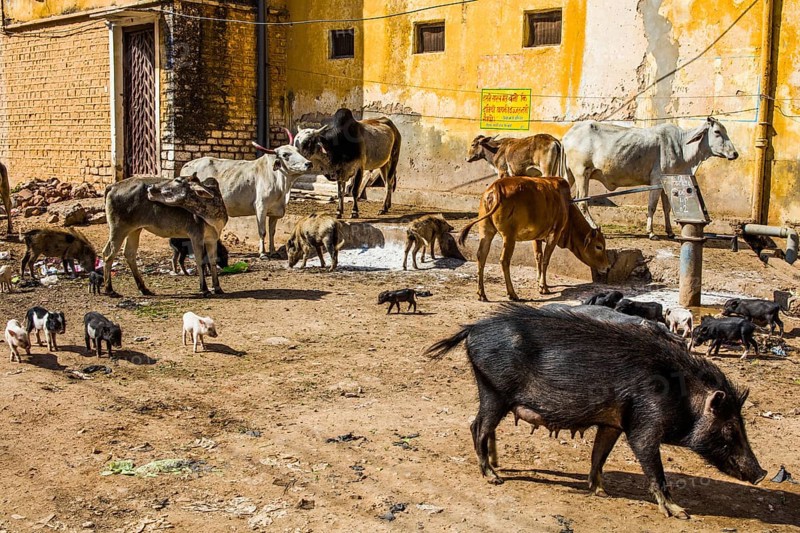 Free-range pigs and cows in the old town of Bundi