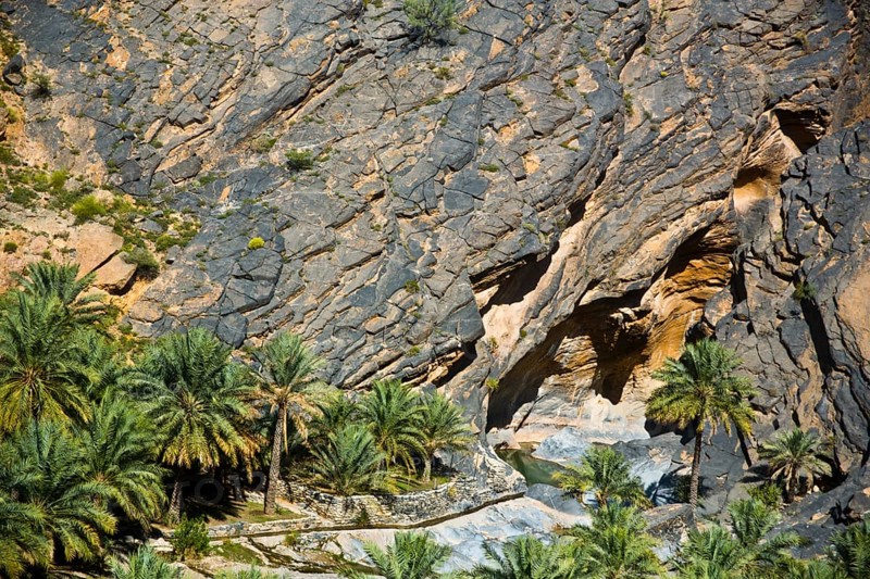 Palm Oasis