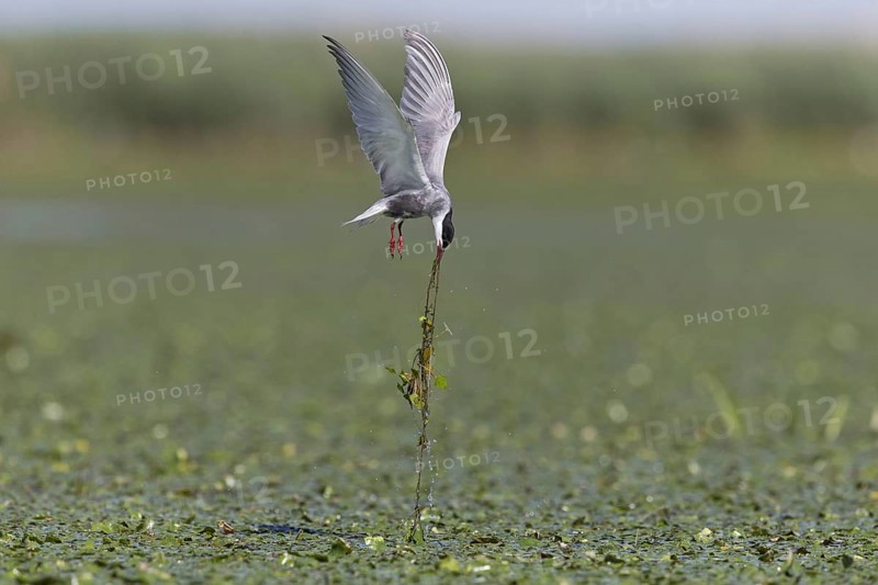 Whiskered Tern