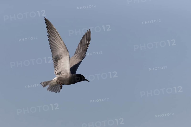 Black Tern