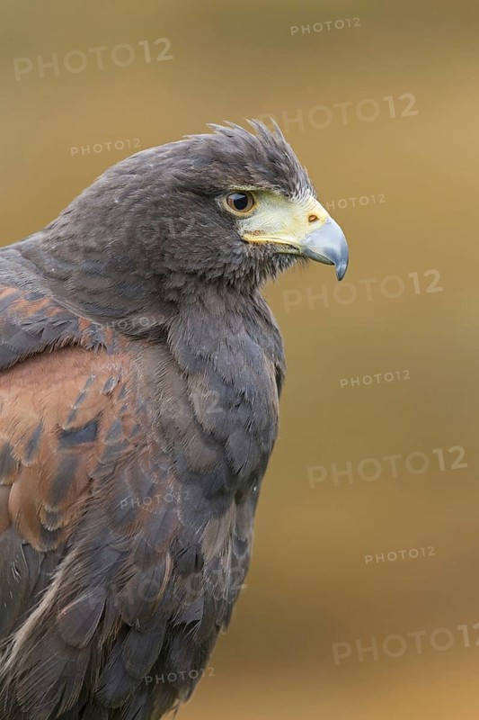 Harris' Hawk