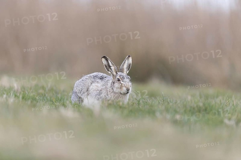 European Hare