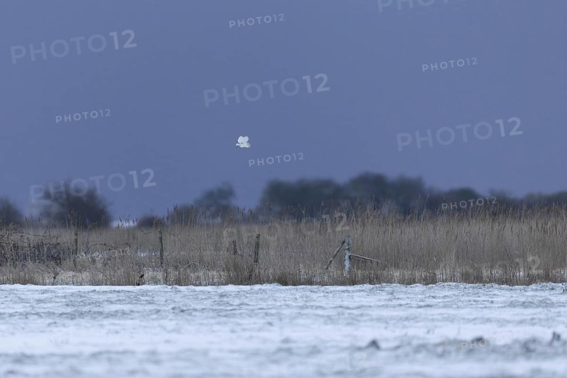 Barn Owl