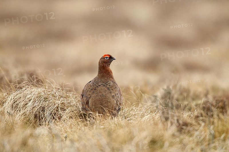 Red Grouse