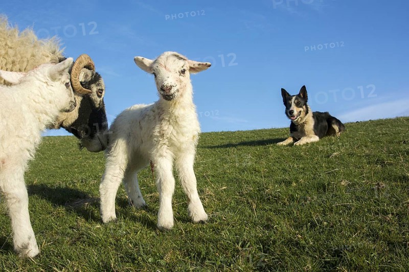 Domestic Sheep