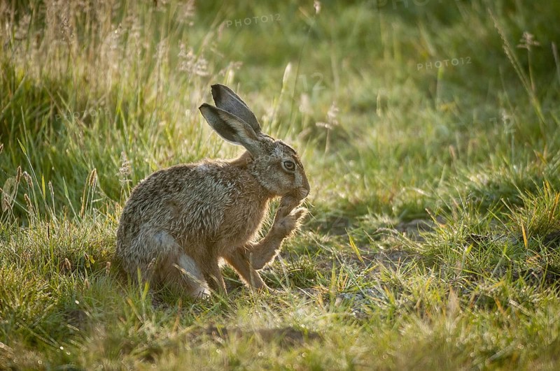 European Hare